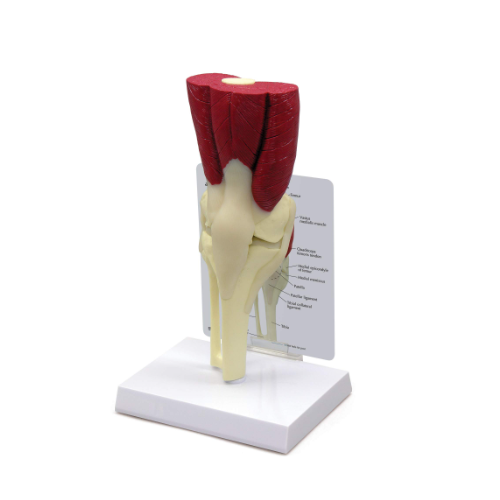 SI/SK-523 Knee Joint with Muscle