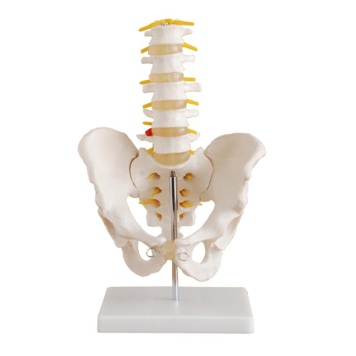 XC-115 Life Size Pelvis with 5pcs Lumbar Vertebrae