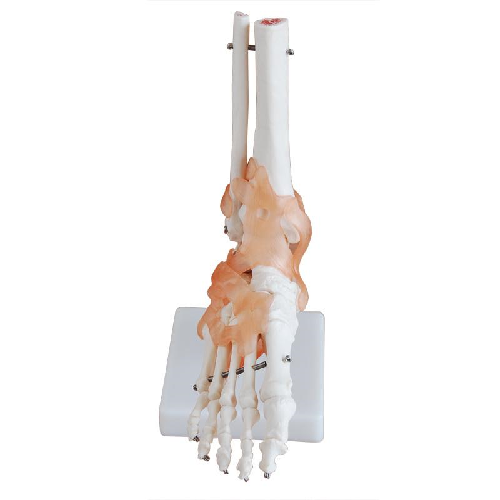 XC-113A Life Size Foot Joint with  Ligaments