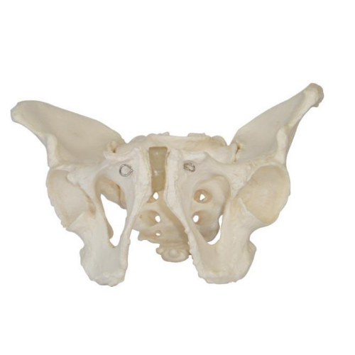 XC-123 Adult Male Pelvis