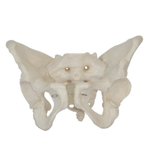 XC-124 Adult Female Pelvis