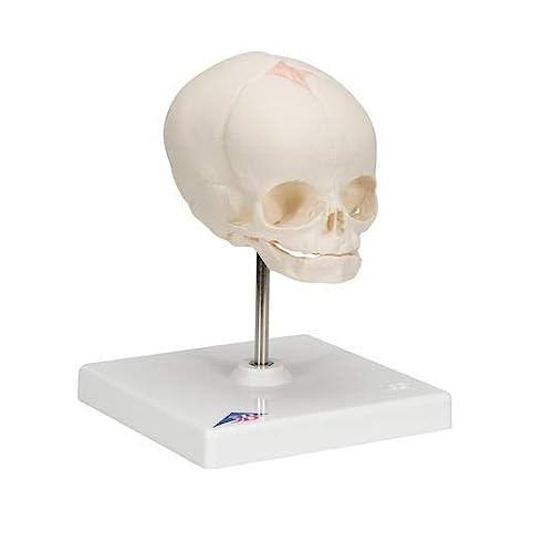 SI/SK-513 Fetus Skull With Stand