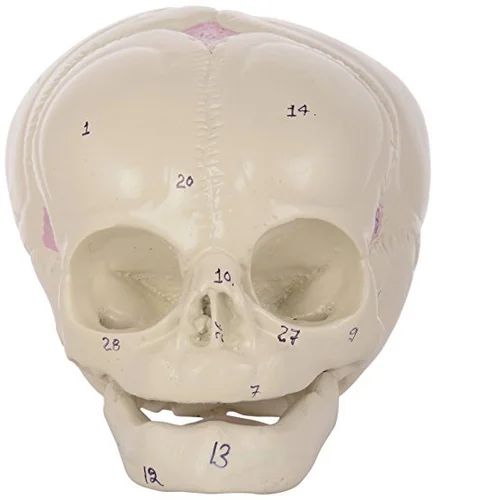 1201 Human Fetal Skull