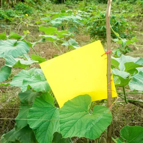 Yellow Dual Sticky Fly Traps Application: Agriculture