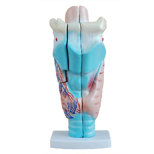 Xc-301 Human Larynx Model Magnified