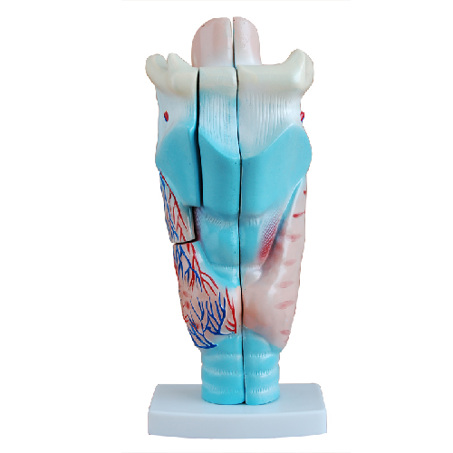 XC-301 Human Larynx Model Magnified