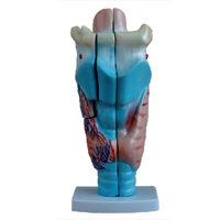 Xc-301 Human Larynx Model Magnified
