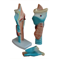 XC-301 Human Larynx Model Magnified
