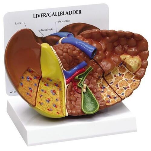 Digestive System