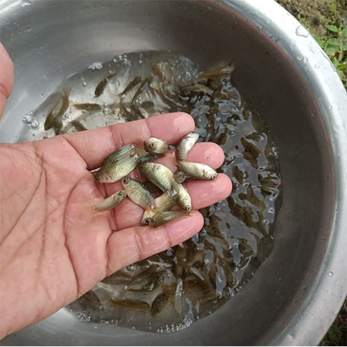 Golden Koi Fish Seed