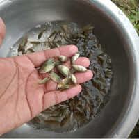 Koi fish seed