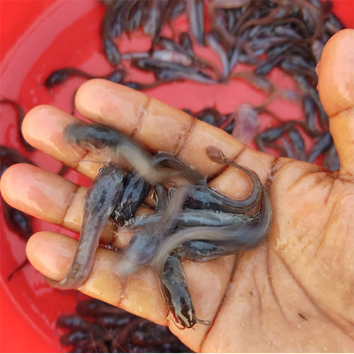 Black Mangur Fish Seed