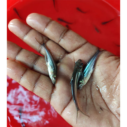 Blue Pangasius Fish Seed