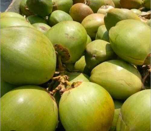 Green coconut