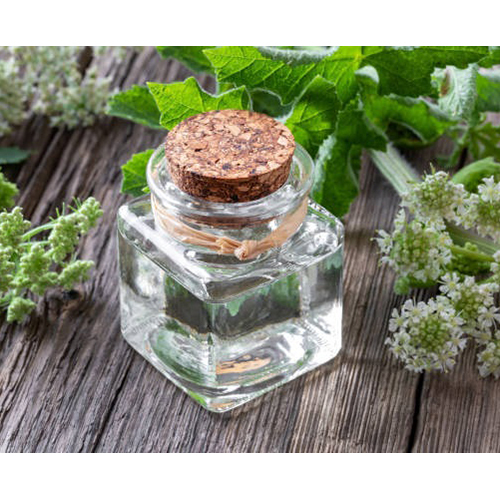 Angelica Root Essential Oil - High Purity Herbal Extract, Liquid Form for Adults | Store in a Cool Place