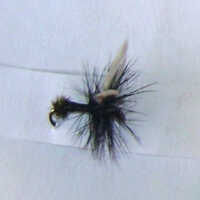 Black Ant Lures