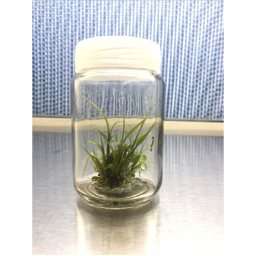 Tissue Culture Bottle Service