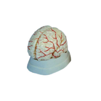 Xc-308 Brain With Arteries - Pvc Plastic, 18.5x14x13.5cm, 8 Dissectible Parts | Explores Brain Structure, External Features, Arterial Supply