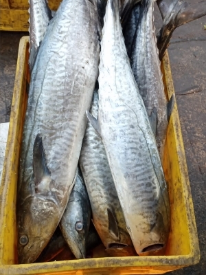 King fish