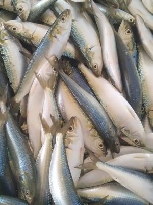 Mattie sardine Fish