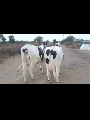 Haryana HF cow