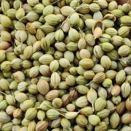 Coriander seeds