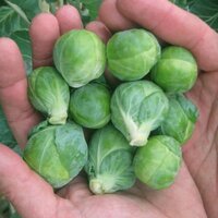 Brussels Sprouts - Raw Natural Form | 15-day Shelf Life, Freshly Harvested Brussels Sprouts For Culinary Excellence