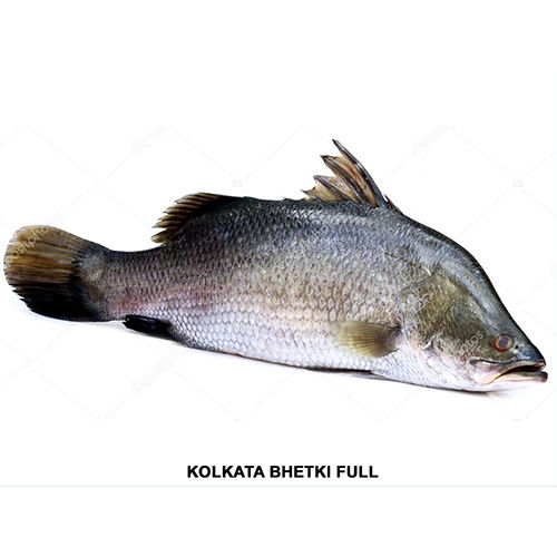 Kolkata Bhetki Full Marine Food