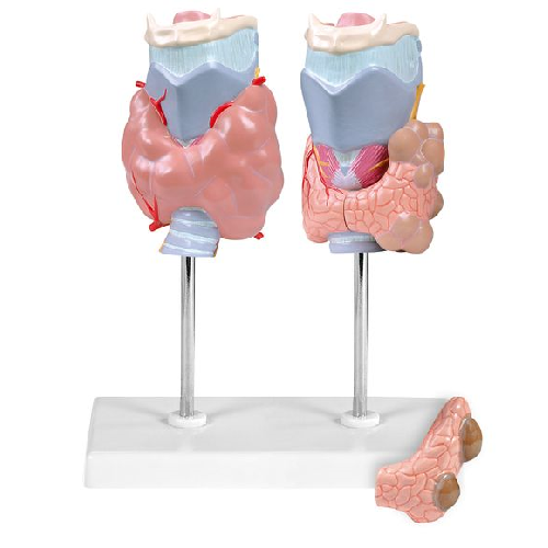 SI/AN-542 Model Thyroid Diseases (4 parts)