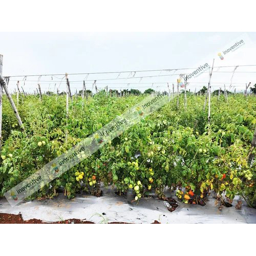 2.2mm PET Agriculture Wire For Tomatoes