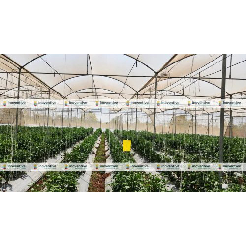 Agrosia pet wire for capsicum