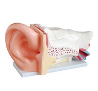 XC-303C New Style Giant Ear