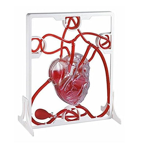 MK-019 Pumping Heart Model