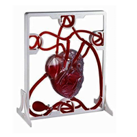 Pumping Heart Model - Pvc Material, Red-white Color | High Functionality, Easy Assembly With Display Stand, Includes Acrylic Paints & Brush