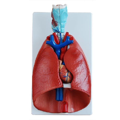 XC-320  Larynx Heart and Lungs Model