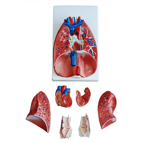 XC-320  Larynx Heart and Lungs Model