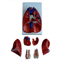 XC-320  Larynx Heart and Lungs Model