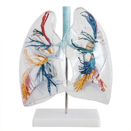 XC-330 Model of the Transparent Lung Segment