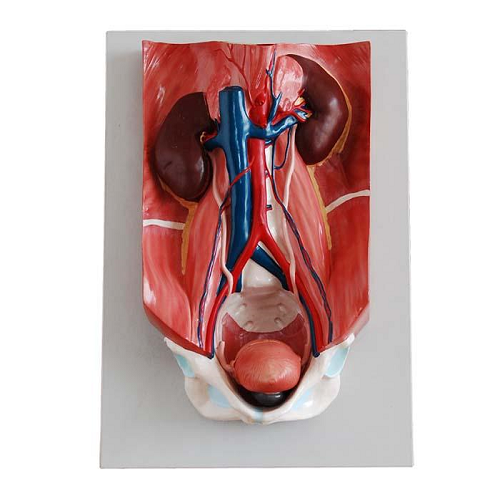 XC-333 Urinary System Model