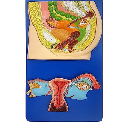 1305 Human Reproductive System Female