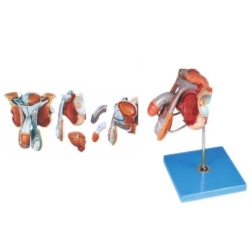 GD/A15102 Male Genital Organs