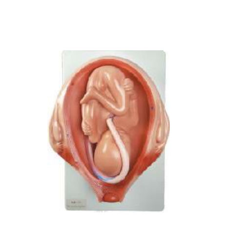 Reproductive System