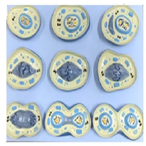 SI/AN 547 The Model Of Cell Mitosis (9 parts)