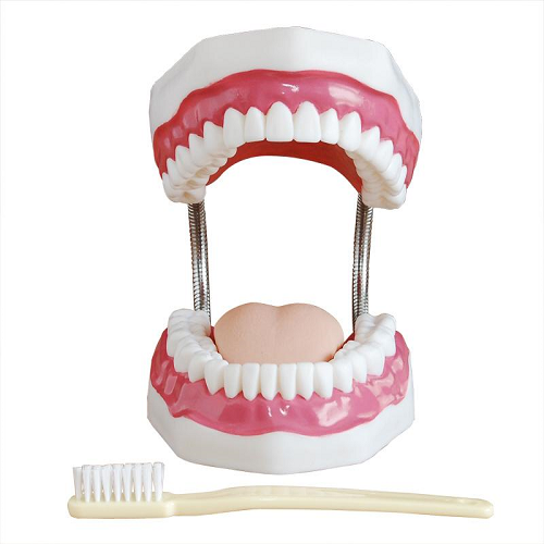 XC-403A  Dental Care Model (32 Teeth)