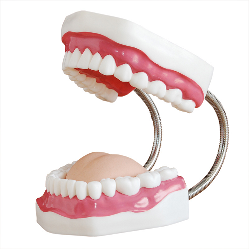 XC-403A  Dental Care Model (32 Teeth)