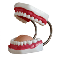 XC-403A  Dental Care Model (32 Teeth)