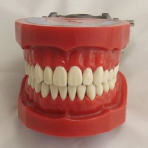 TH-002 Dental Model