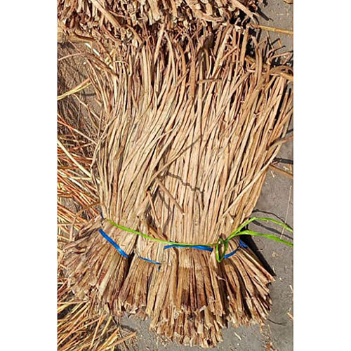 Rattan Grass