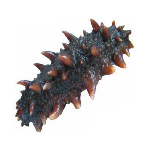 Deep Sea Cucumber