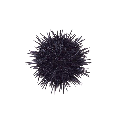 Deep Sea Urchin Shell